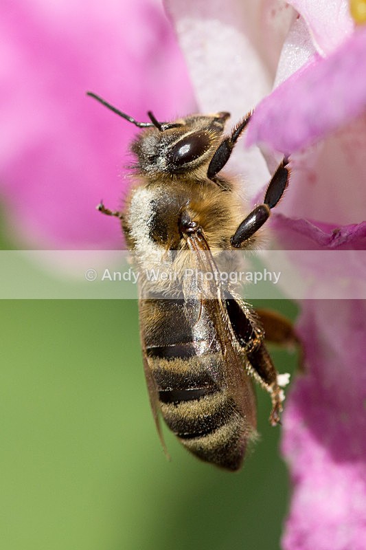 20130818-3K8A5450 - Insects