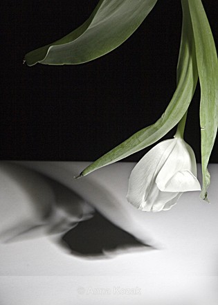 Tulip hanging - Flowers