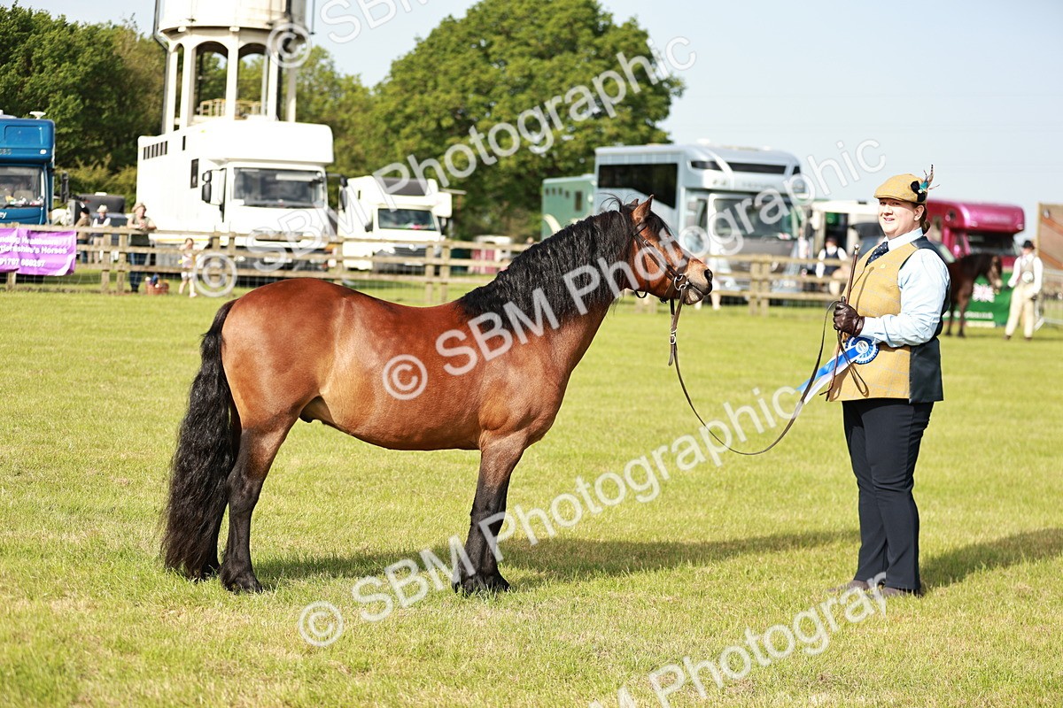SBM_00605 - Class 14-23 - Mountain & Moorland In Hand Non Welsh