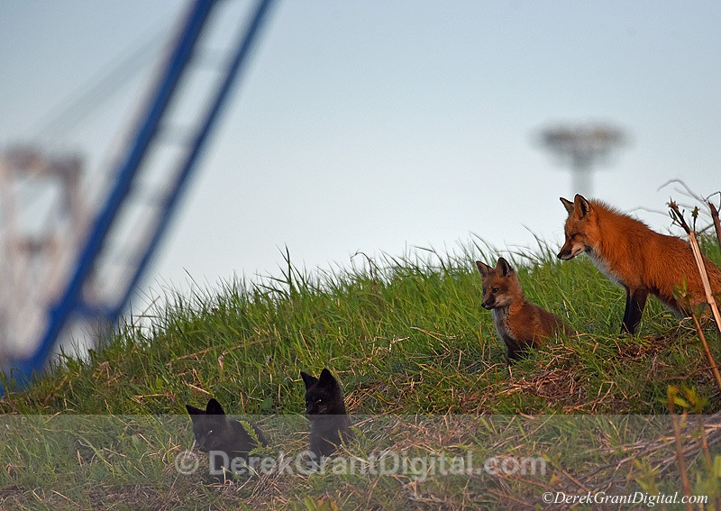 Fox Town. Vulpes Vulpes Red Fox Silver Fox - Urban Wildlife