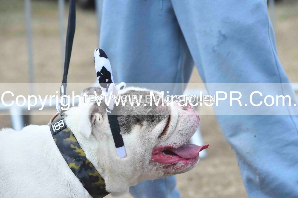 SH4_0288 - Dog show.