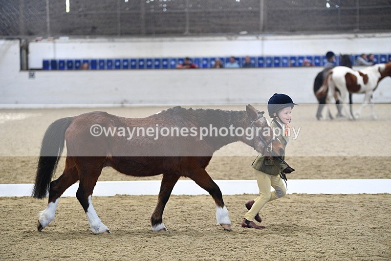 WJ5_3777 - Class 5 In Hand Veterans