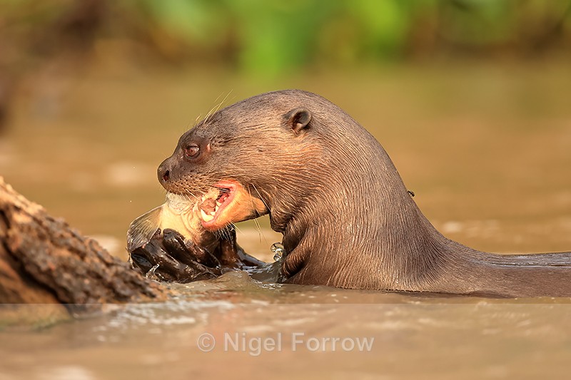 Giant River Otter eating fish, Rio Sao Lourenco, Mato Grosso, Brazil - Otter