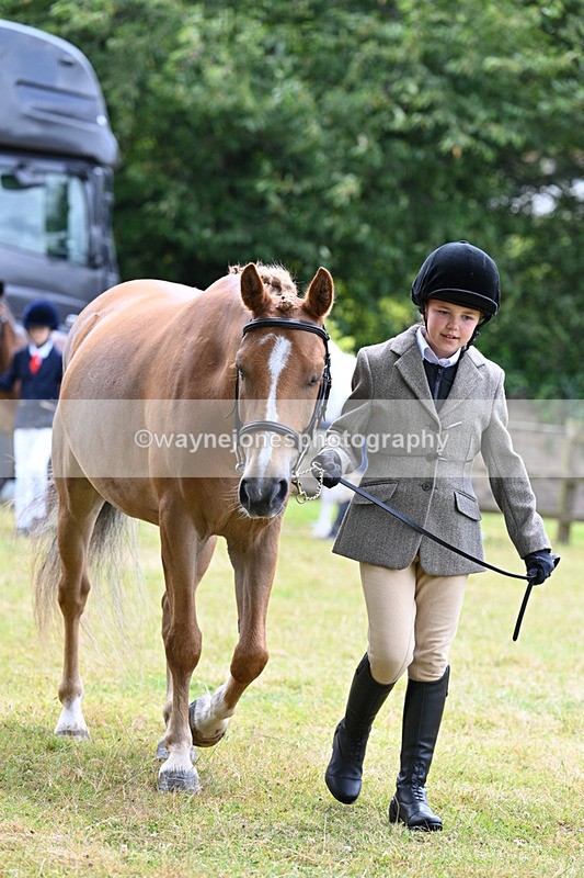 WJ7_6478 - Class 5 Handsome Gelding in hand