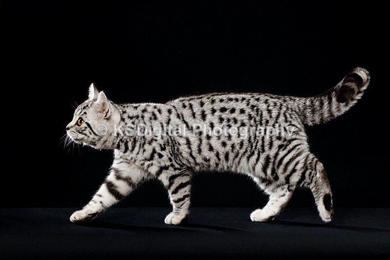 Tufton Miami Inkspot (30s) - Tufton British Shorthairs