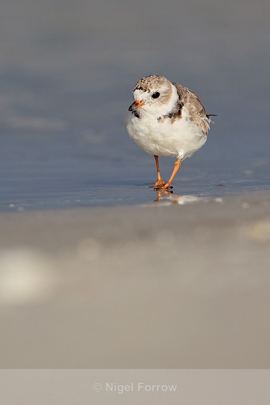 Piping Plover at water's edge, Fort De Soto Park, Florida - Piping Plover