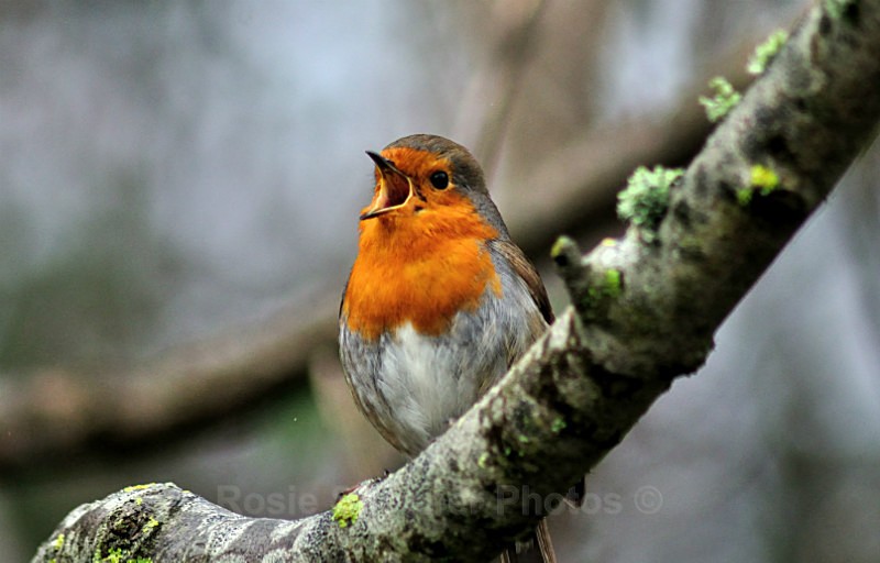 Robin singing on a branch in winter