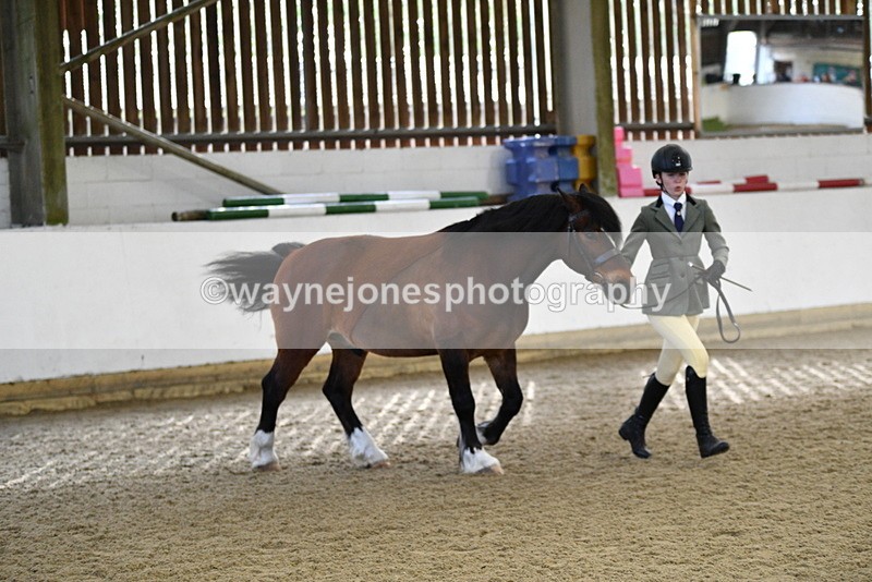 WJ5_4276 - Class 6 In hand M&M - Large Breeds