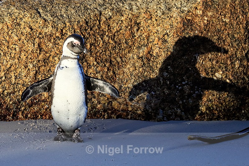 African Penguin & shadow, Foxy Beach, South Africa - African Penguin