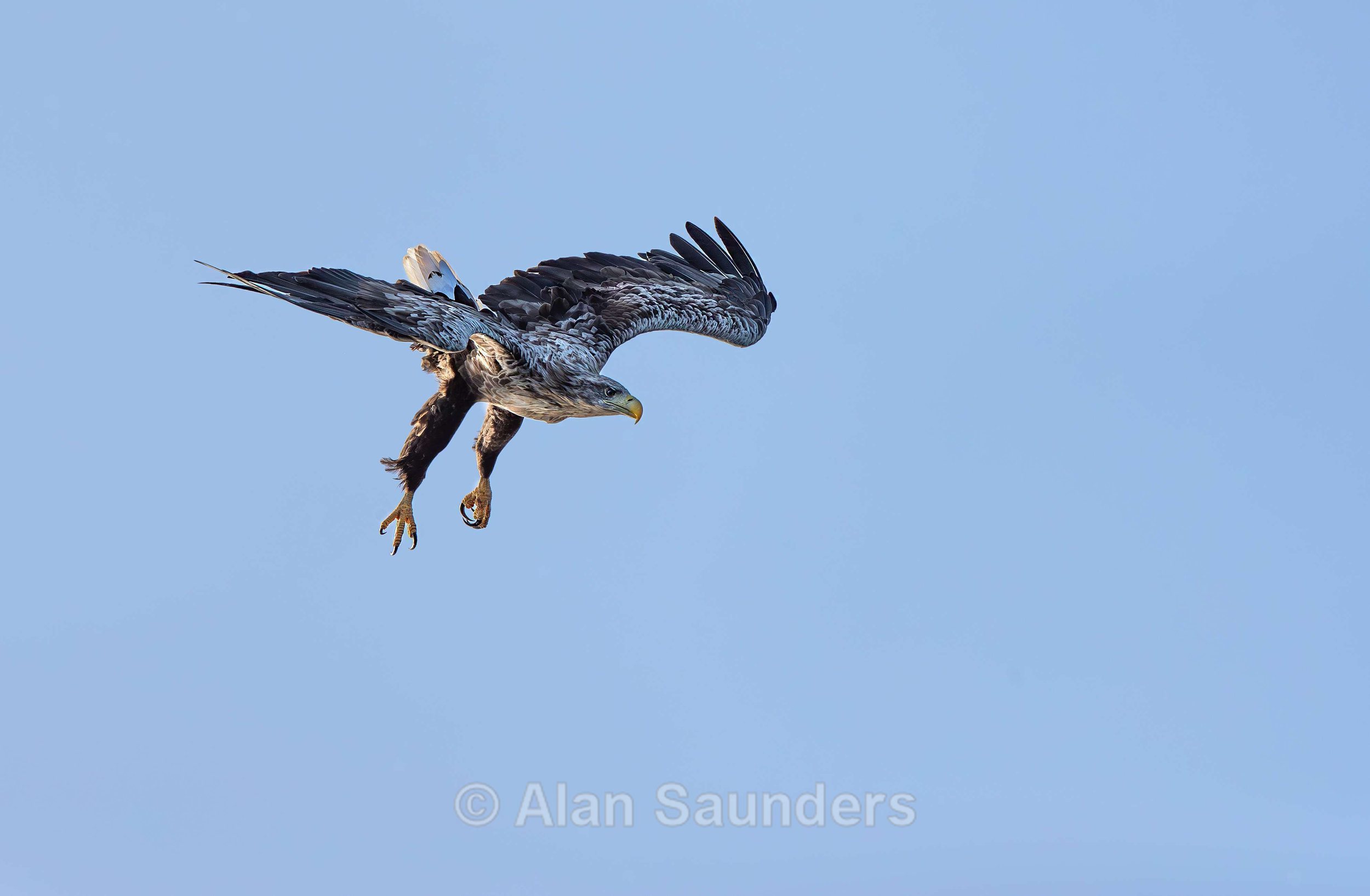 White Tailed Eagle 87