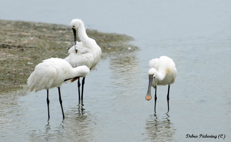 Spoonbill - Birds