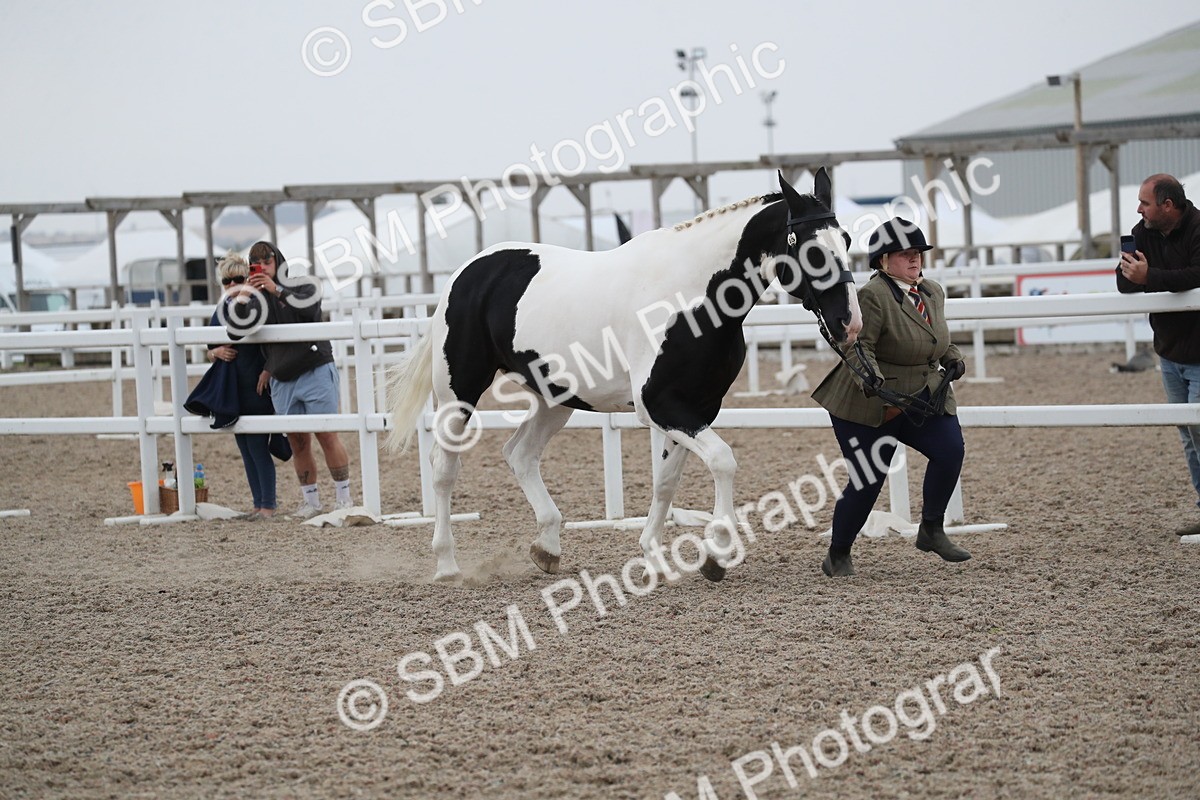 SBM_18360 - Class 318 IH Part bred Horse/Pony