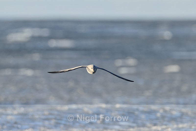 Fulmar flying, front view, over pancake ice, Spitsbergen, Svalbard - Fulmar