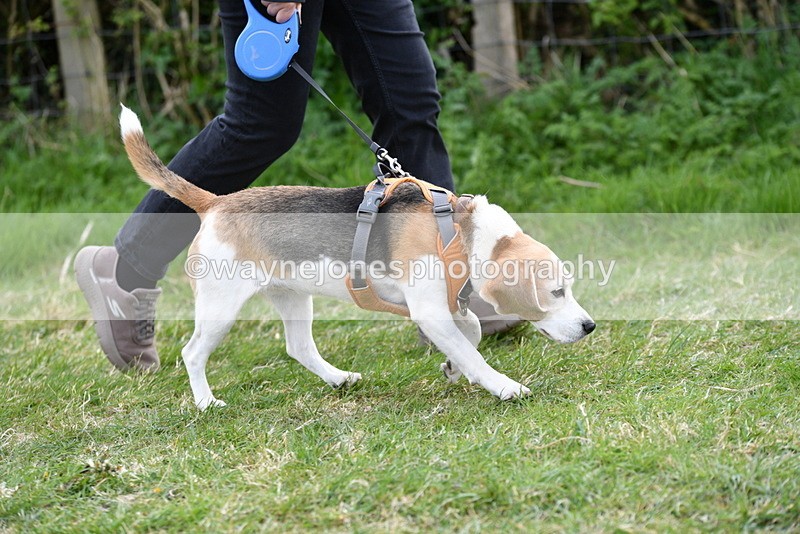 WJ5_0017 - Class 5 Best Veteran / 7 years & over