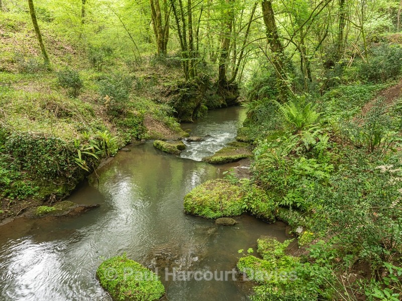 lush vegetation  along the Rio Maggiore... - Plants in the Landscape