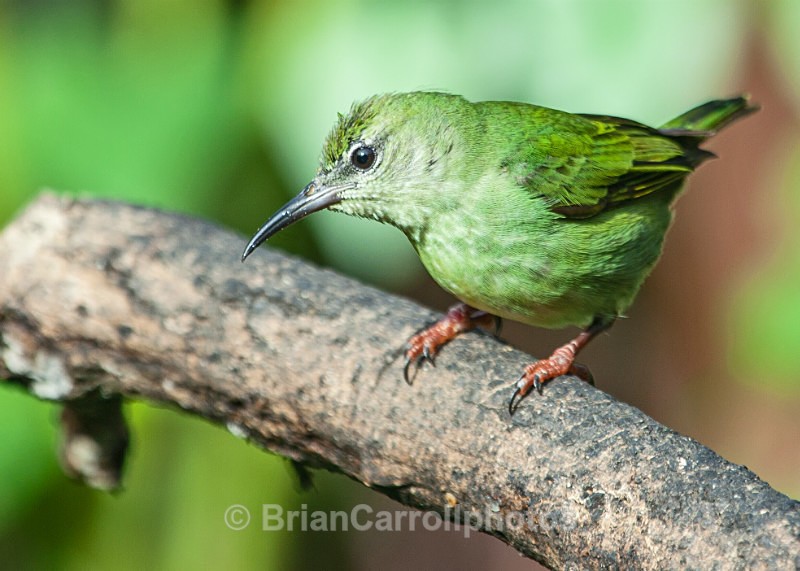 IMG_5705 Female Red legged Honeycreeper - Costa Rican Wildlife