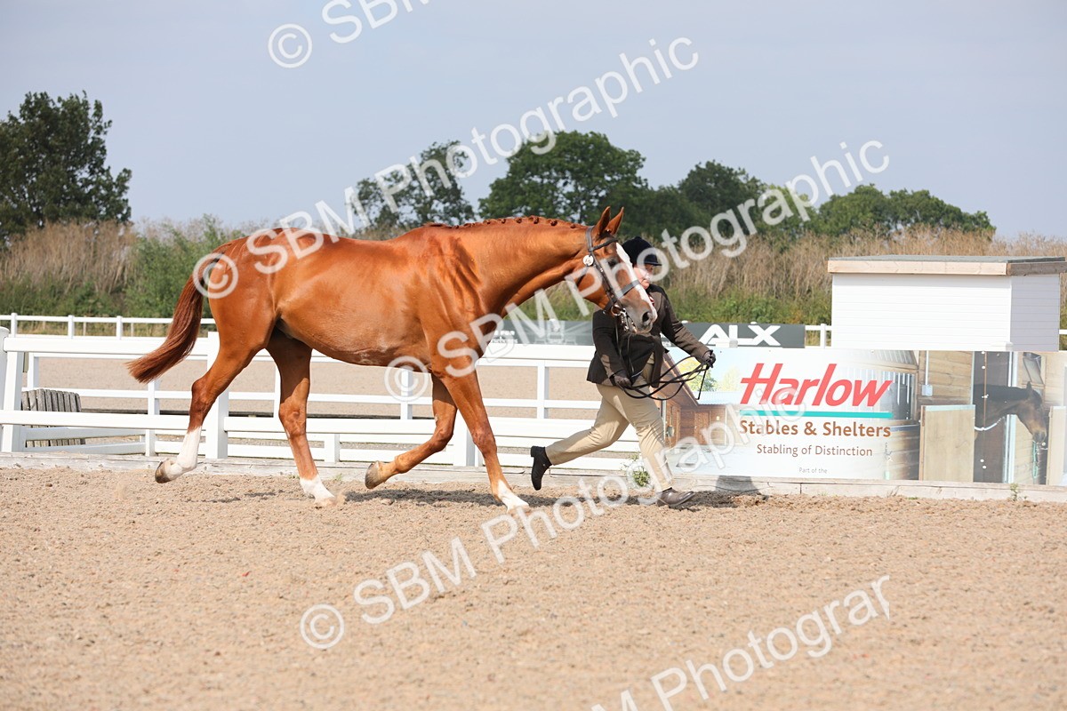 SBM_15674 - Class 312 IH Competition Horse/Pony