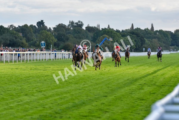 230923-Race 6-September Power-6996 - Race 6 4.55pm New To York Rio Brazilian Handicap