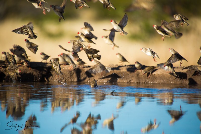 Red-billed Quelea Drinking