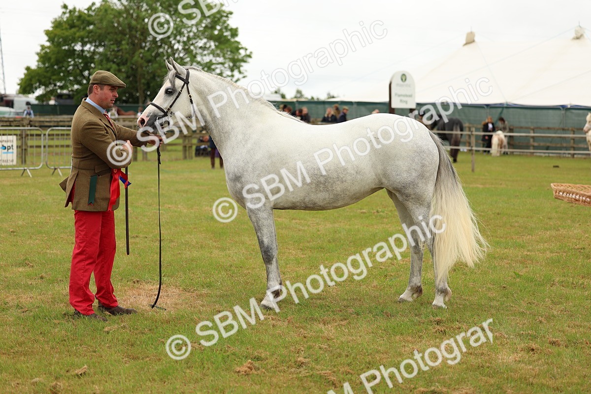 SBM_04290 - Class 64-67 - Shetland Pony In Hand