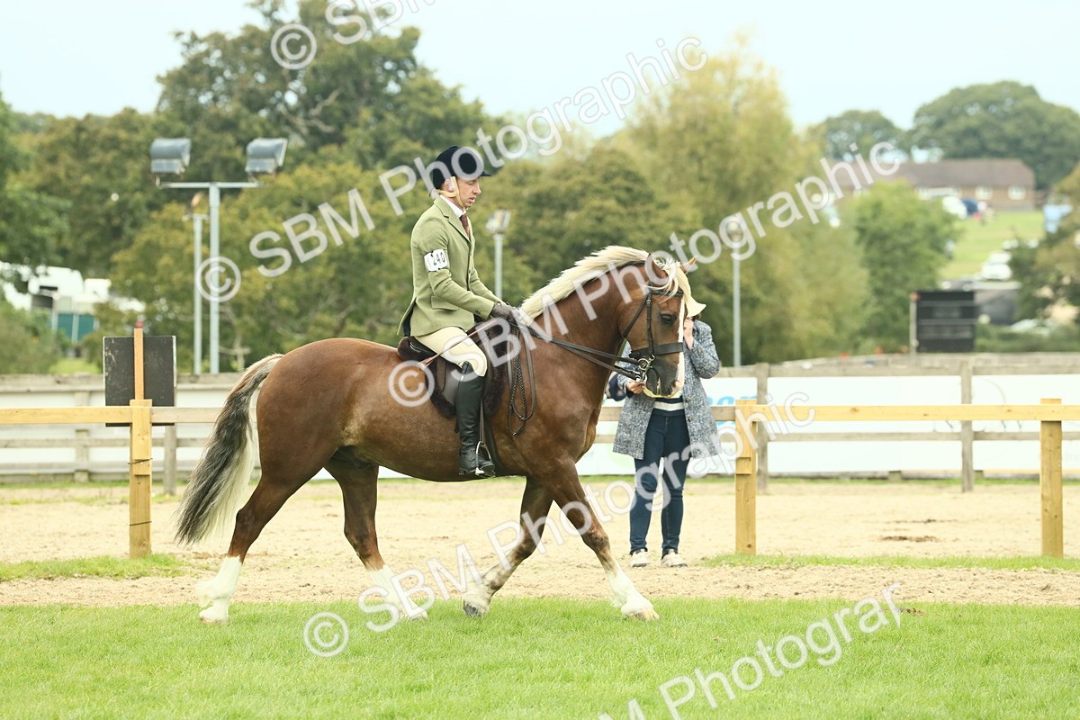 SBM_72092 - S60 - Mountain & Moorland Ridden Large Breeds
