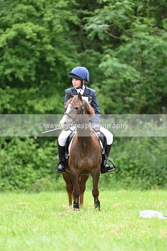 WJ7_3848 - Class 14A Handsome Gelding