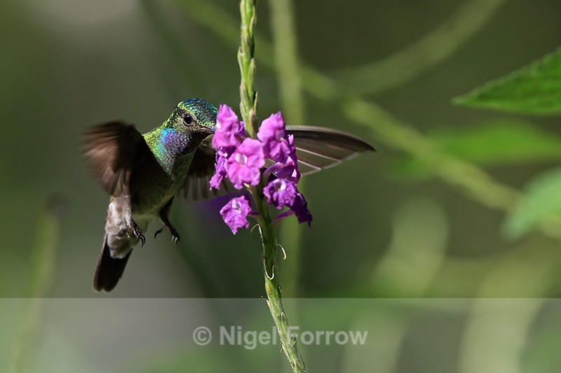 Hovering Charming Hummingbird at flower, Drake Bay, Costa Rica - Charming Hummingbird