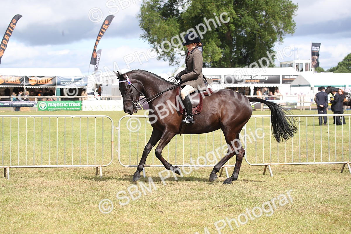 SBM_13234 - Class 95-96 - LIHS BSHA Rising Star Hack Riding Horse