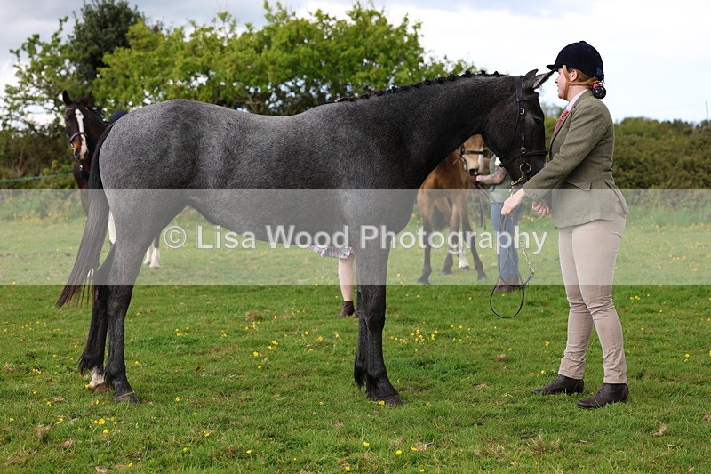 3E7A0545 - Class 20: Sports Horse