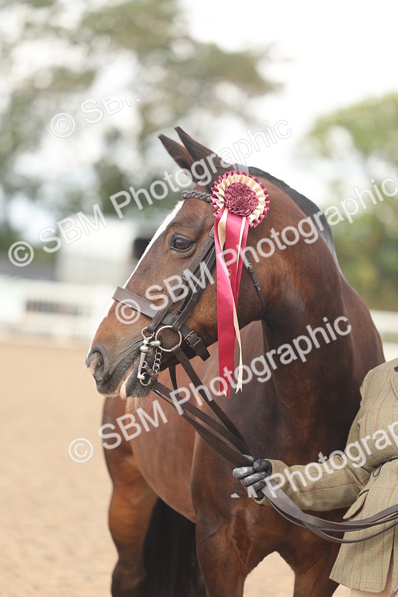SBM_04384 - Class 17 - Prettiest Mare (IH or Ridden)