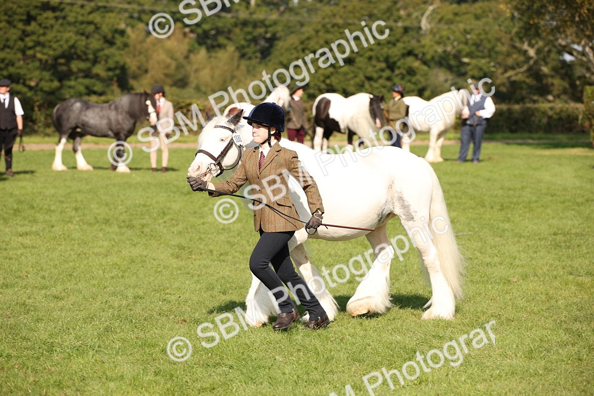 SBM_62238 - S55 - Traditional Cob In Hand