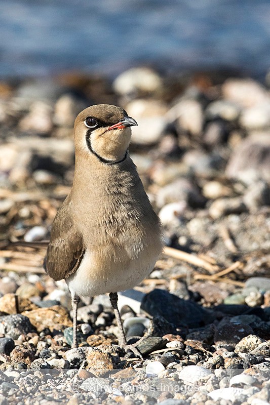 Collared Pratincole - Lesvos ~ Wading Birds