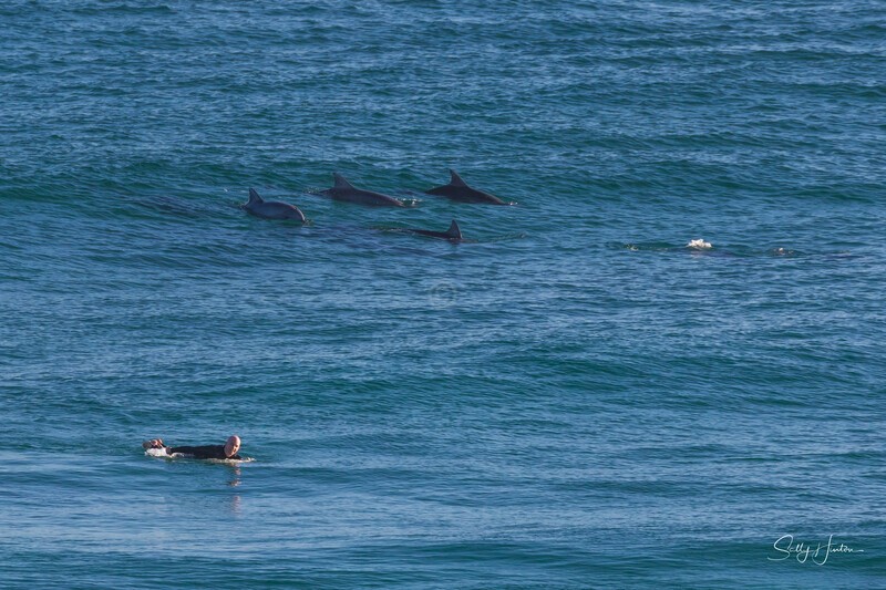 Dolphins with surfers 1 - Dolphins
