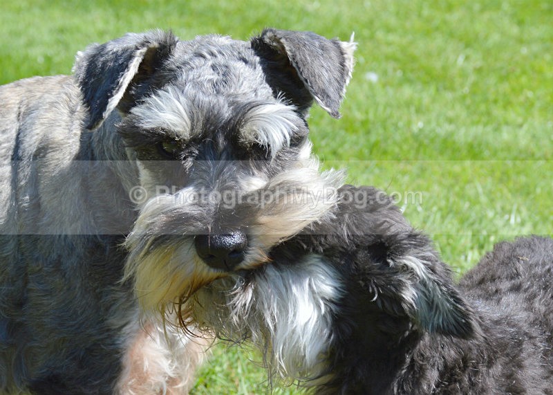  - Schnauzers