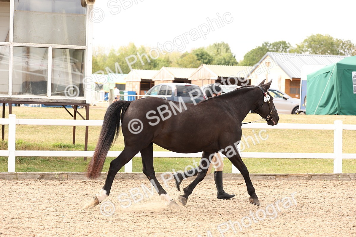 SBM_14652 - Class 208 - IH Veteran Horse