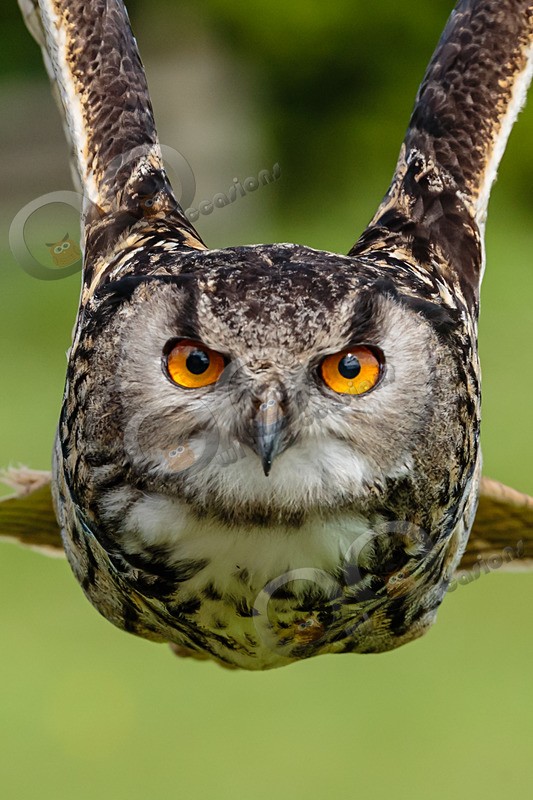 european eagle owl Bubo bubo-8589 - Owls of the World
