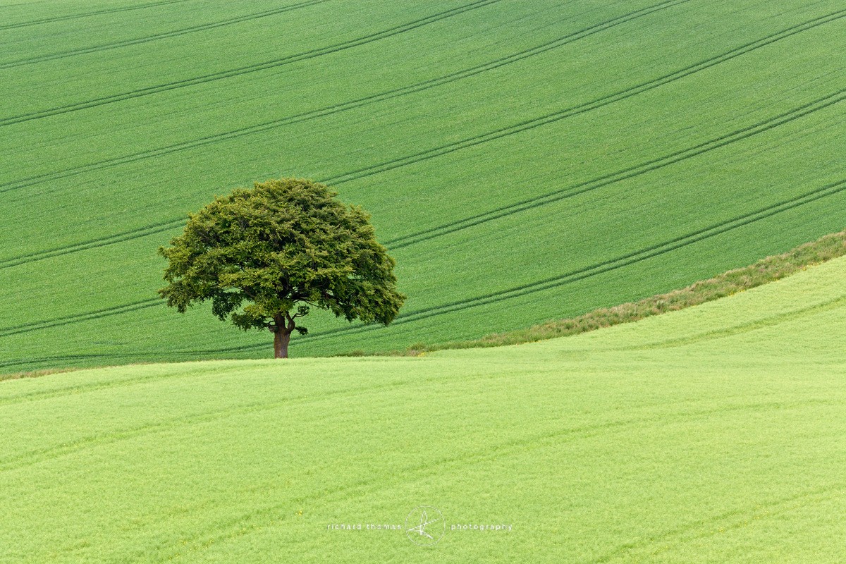 Green Oak - One2Tree