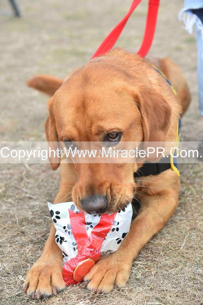 SH4_0164 - Dog show.
