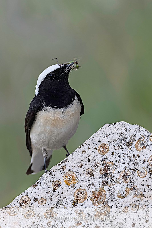 Pied Wheatear  (m) - Sinoe - Constanta