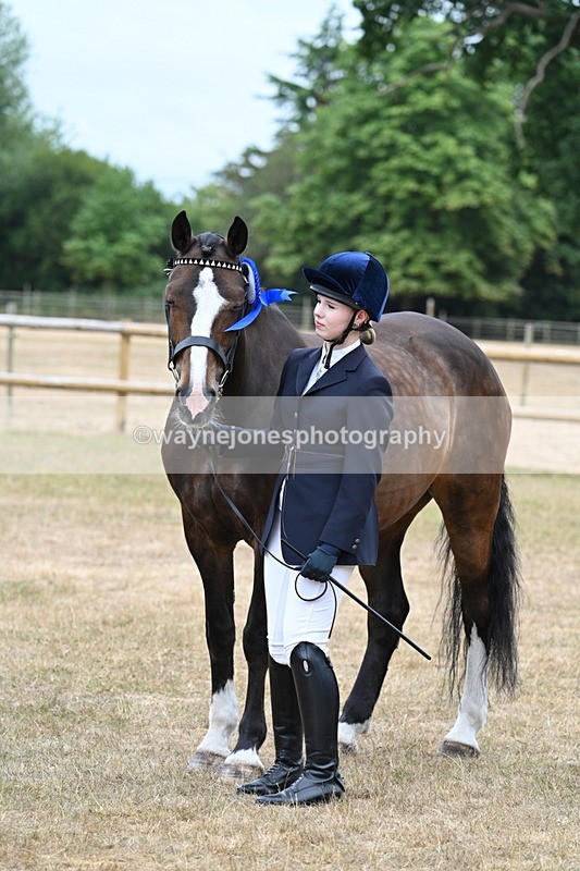 WJ7_0172 - Class 5a Most Handsome Gelding (above 14.2hh)