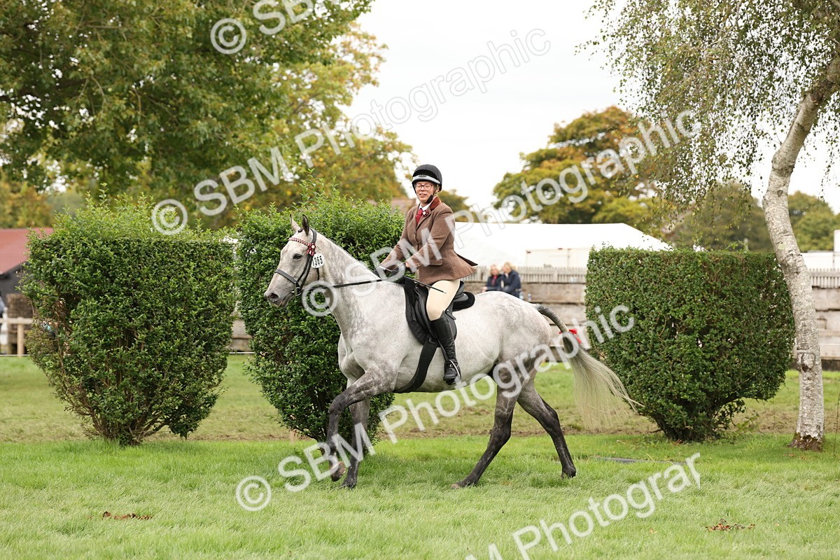 SBM_64244 - S65 - Riding Horse & Hack & Thoroughbred Ridden