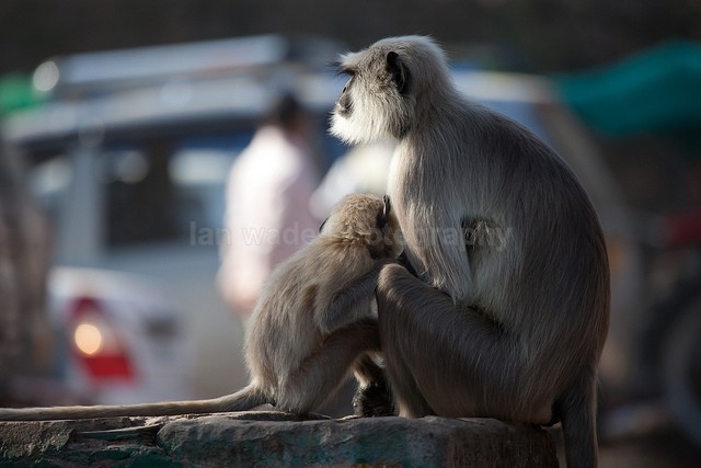Common Langur mother and child in a Delhi car park - Indian - People, Culture, Wildlife & landscape