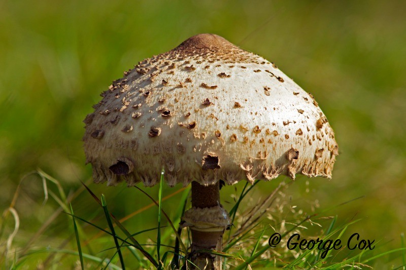 Parasol Mushroom