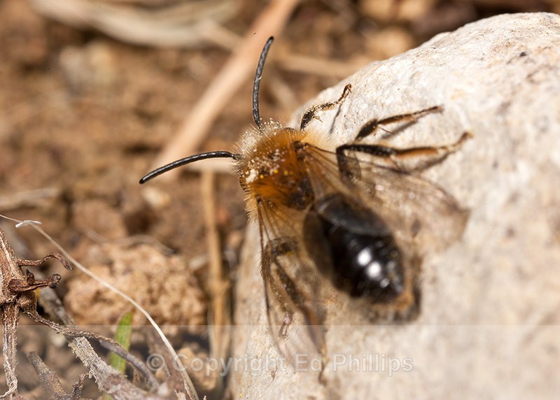 Andrena haemorrhoa (m) - Andrena haemorrhoa