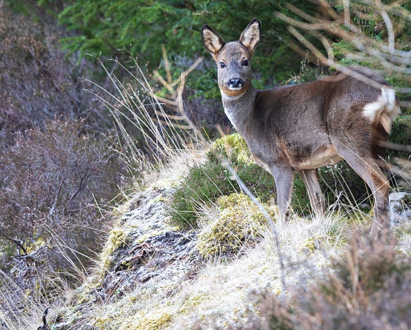 ROE DEER 4 - ROE DEER