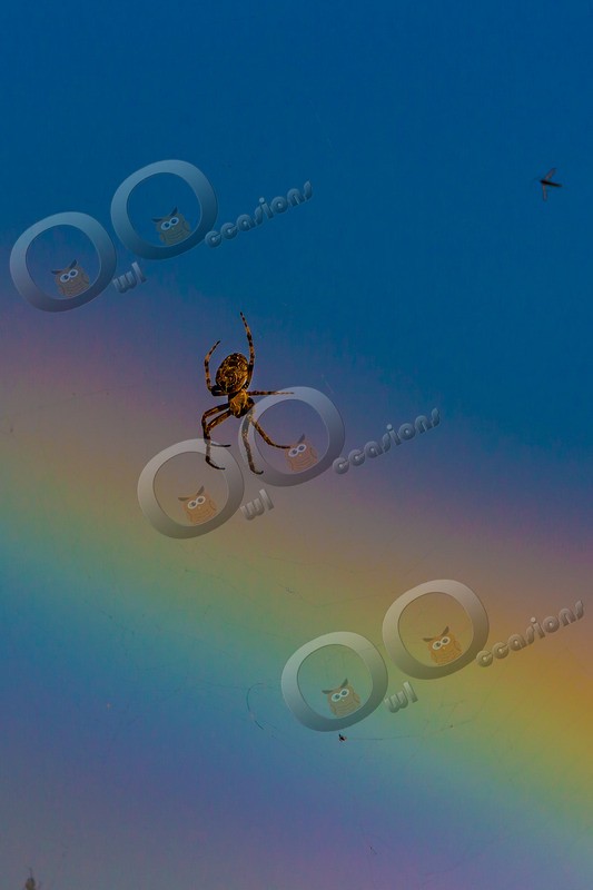 Rainbow Spider-4181 - Insects from around the world
