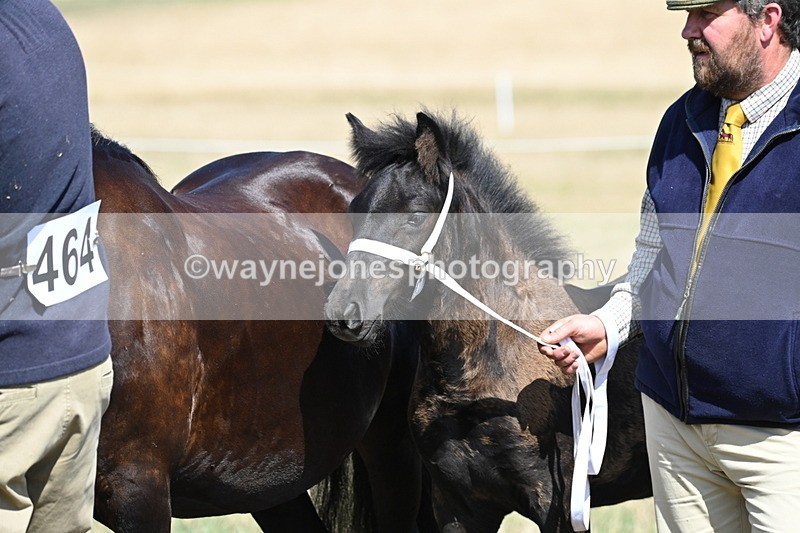 WJ6_5046 - Class 17 Mountain & Moorland