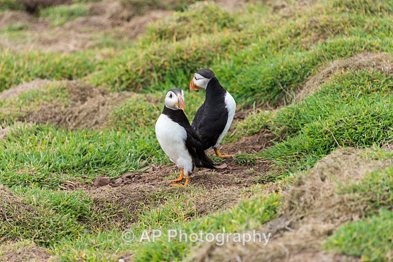 ACP_9779-1 - Puffins on Skomer Island