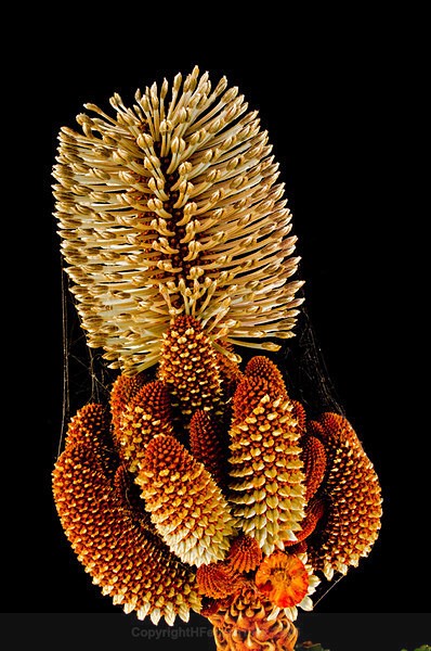  - STILL LIFE ORIGINS - 2011