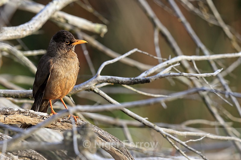 Falkland (Austral) Thrush early morning, Carcass Island, Falklands - Falkland (Austral) Thrush